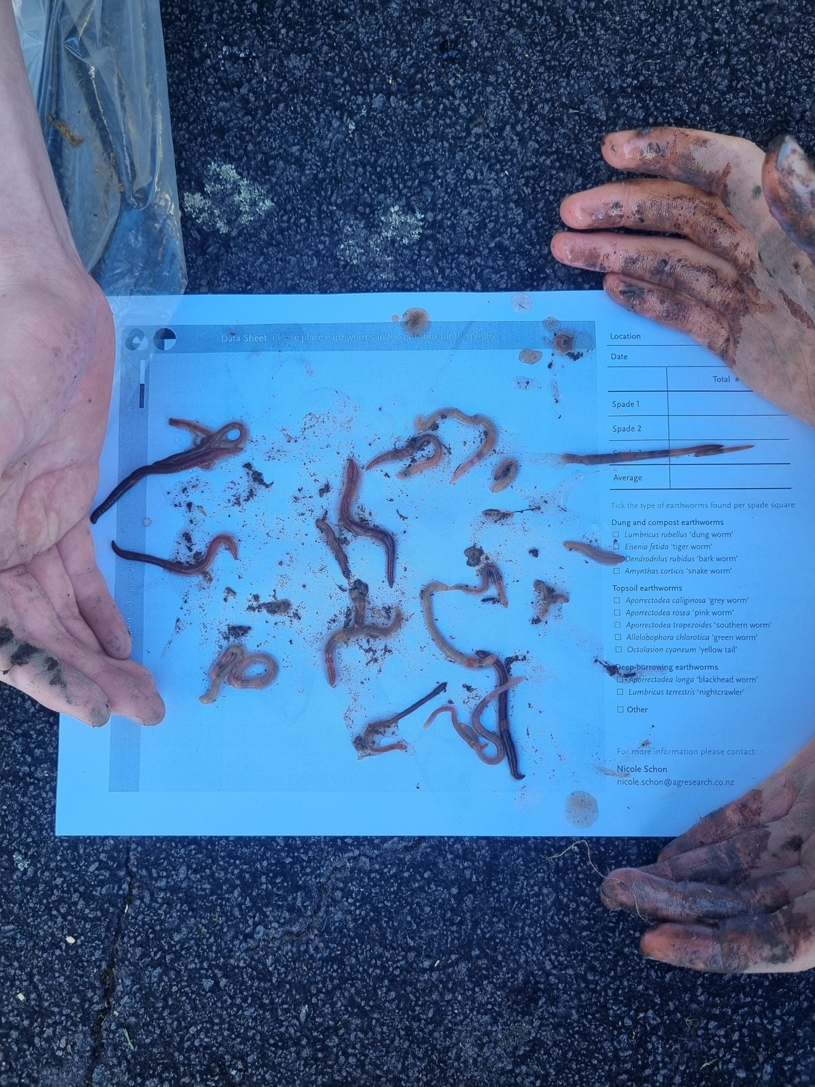 The Great Kiwi Earthworm Survey